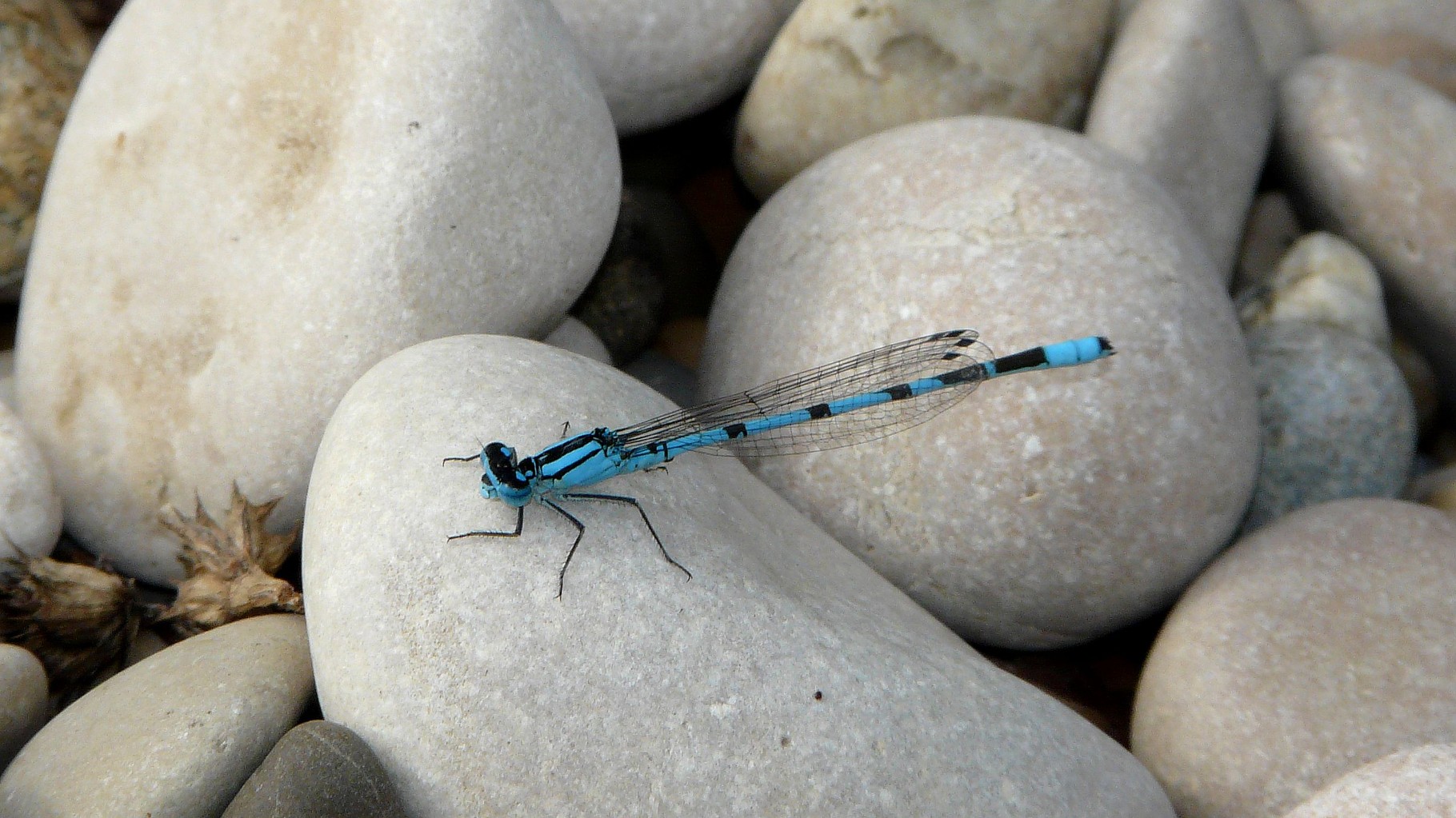 Agrion porte coupe (Enallagma cyathigerum)