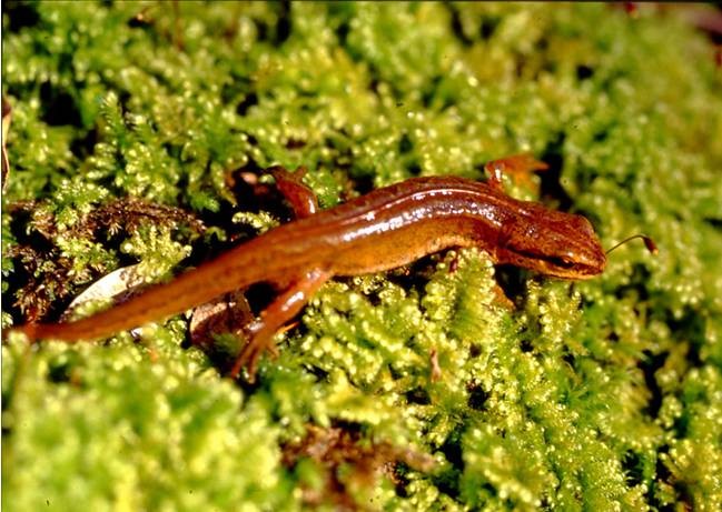 Triton palmé (Lissotriton helveticus)