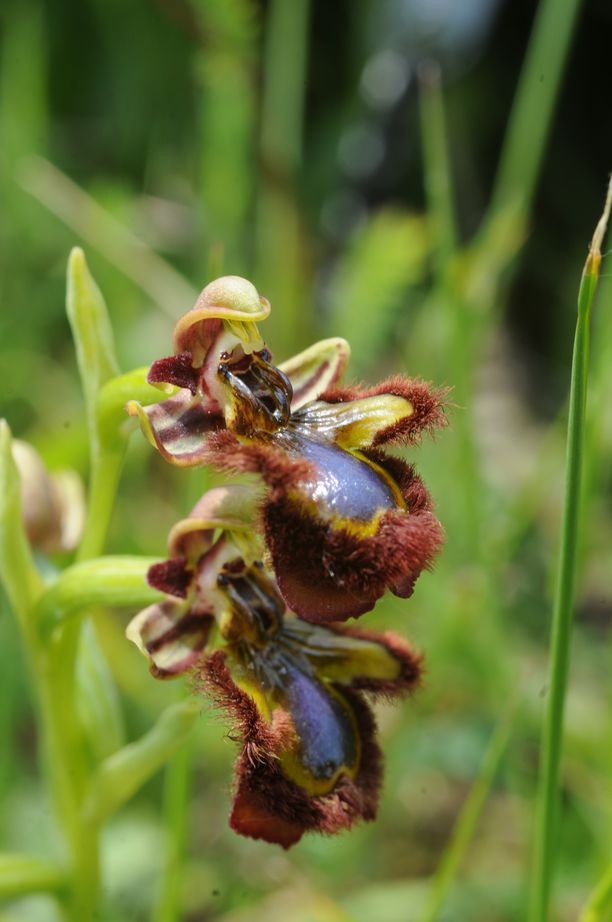 Ophrys speculum