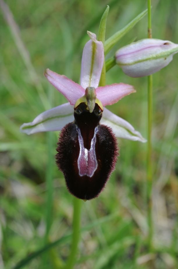 Ophrys catalaunica