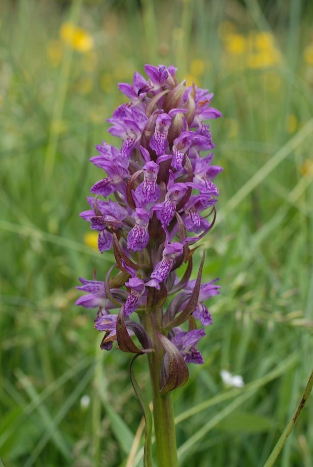 Dactylorhiza majalis