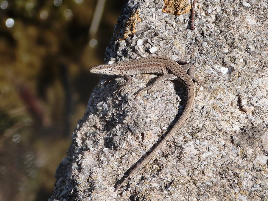 Lézard catalan (Podarcis liolepis)