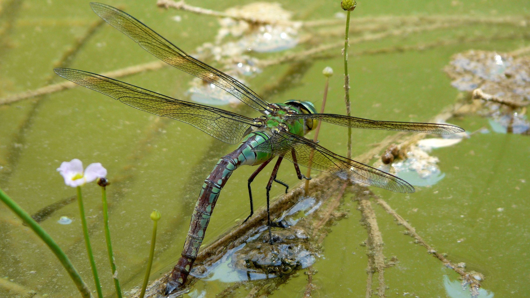 Anax empereur (Anax imperator)