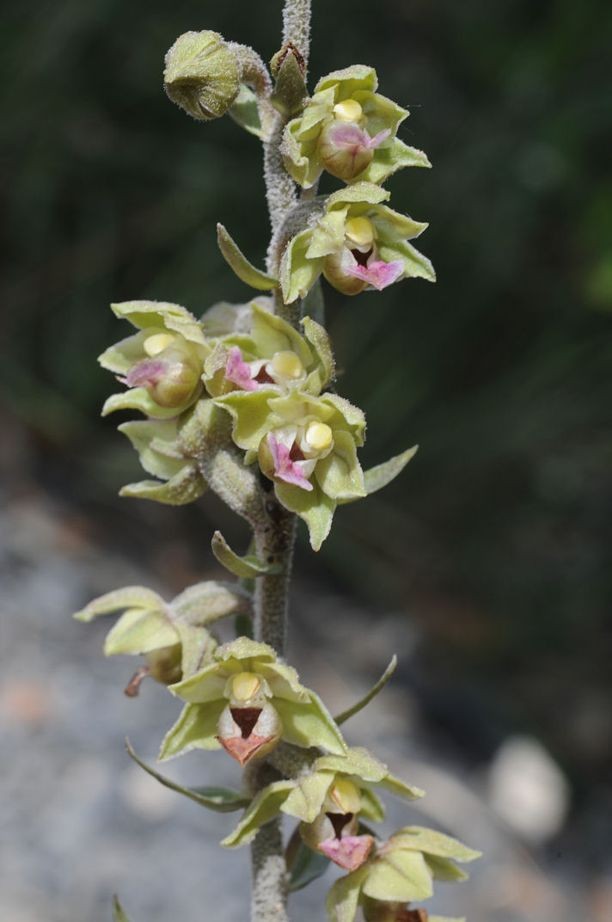 Epipactis parviflora