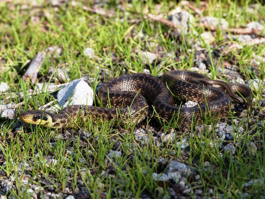 Couleuvre d'Esculape (Zamenis longissimus)