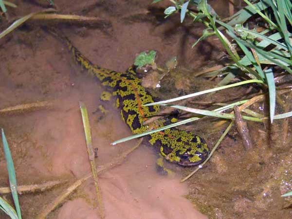 Triton marbré (Triturus marmoratus)