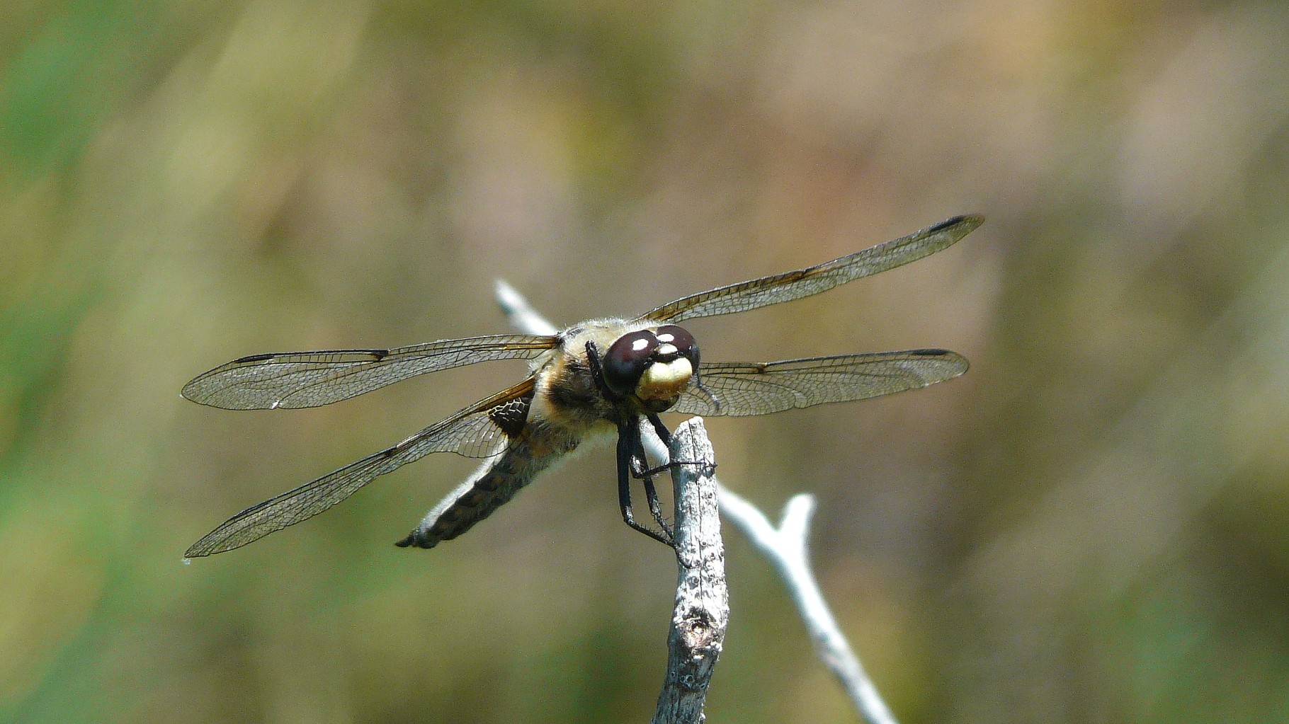 Libellule à quatre taches (Libellula quadrimaculata)