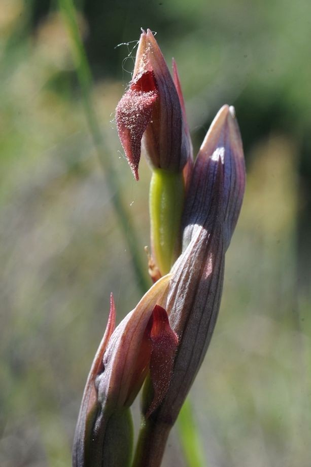 Serapias parviflora