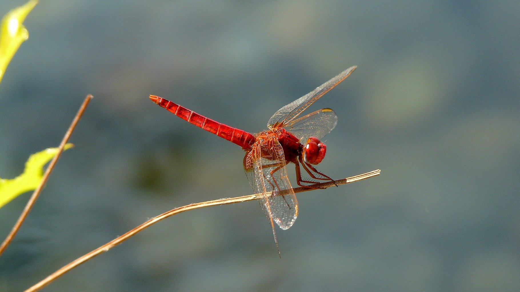 Crocothémis écarlate (Crocothemis erythraea)