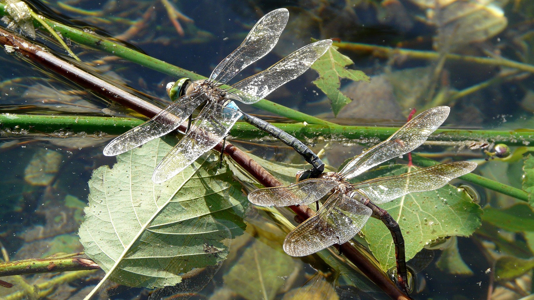 Anax napolitain (Anax parthenope)