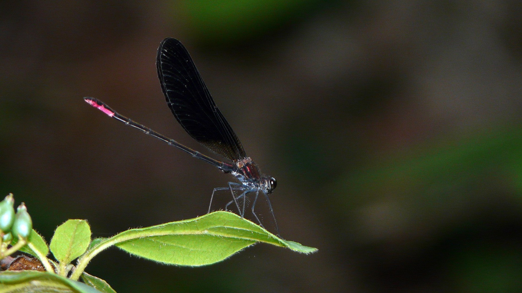 Calopteryx hémorroïdal (Calopteryx haemorrhoidalis)