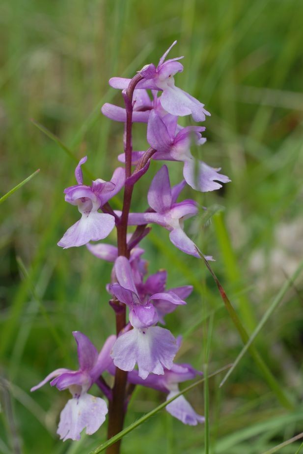 Orchis mascula