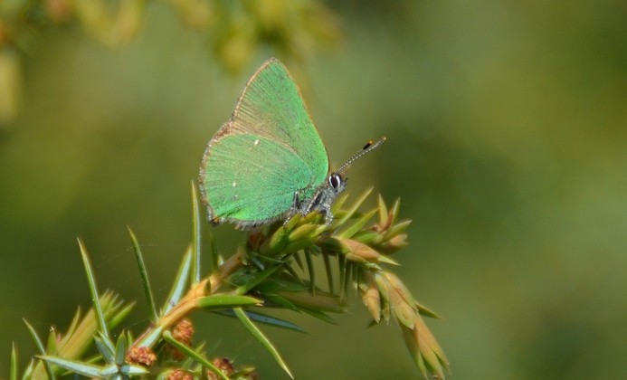 Argus vert (Callophrys rubi)