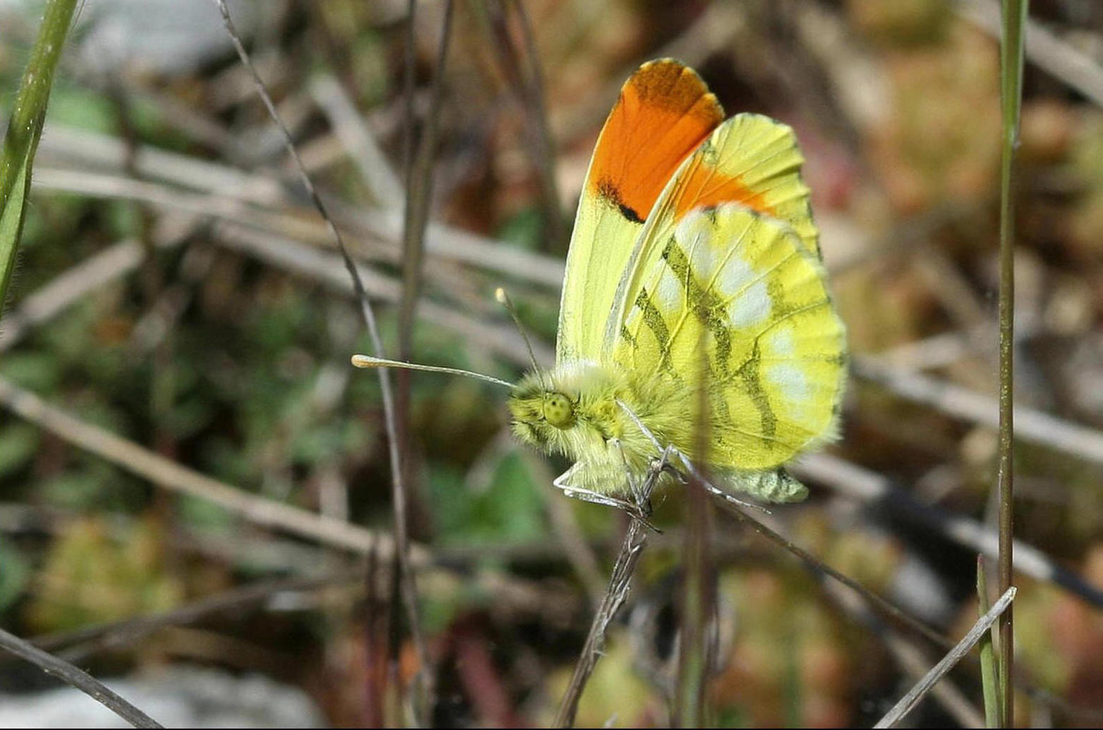 Aurore de Provence (Anthocharis euphenoides)