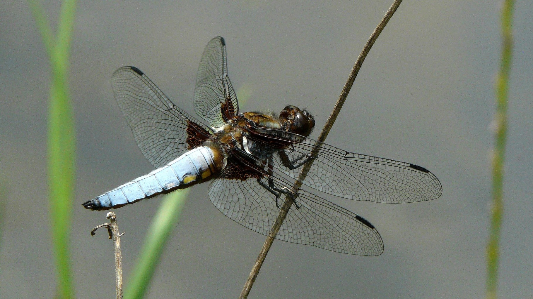 Libellule déprimée (Libellula depressa)
