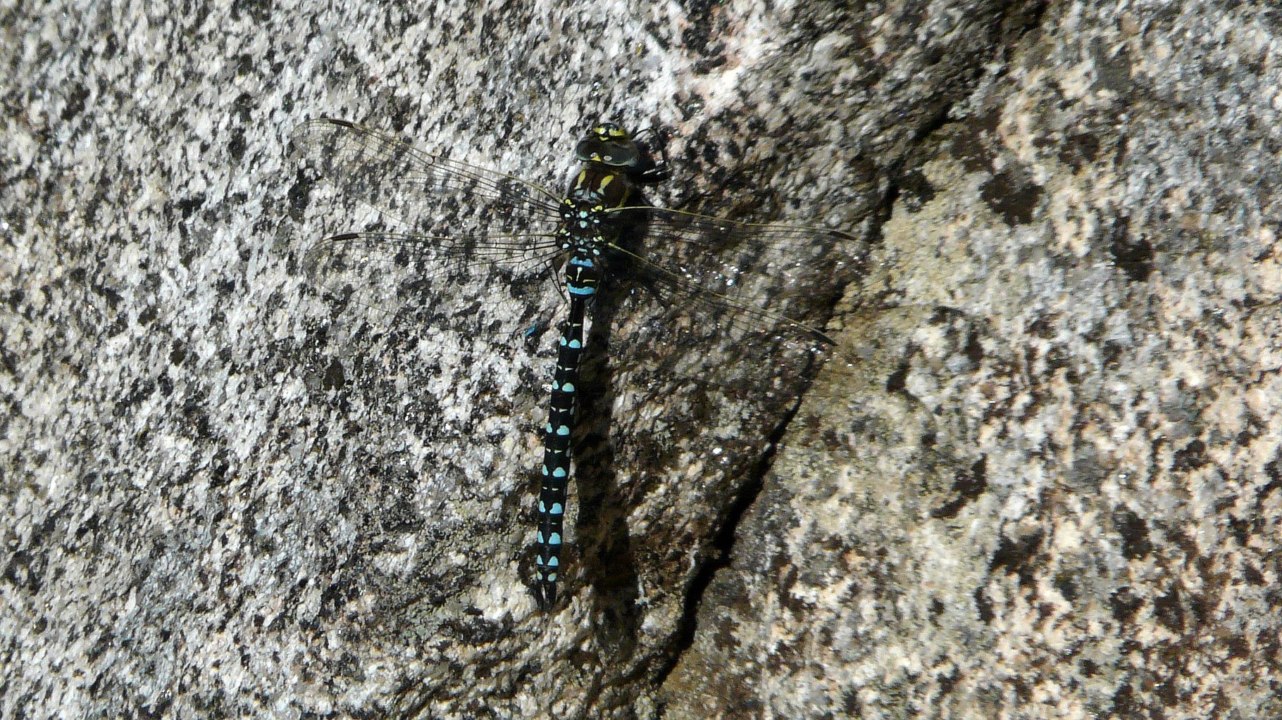 Aeschne des Joncs (Aeshna juncea)