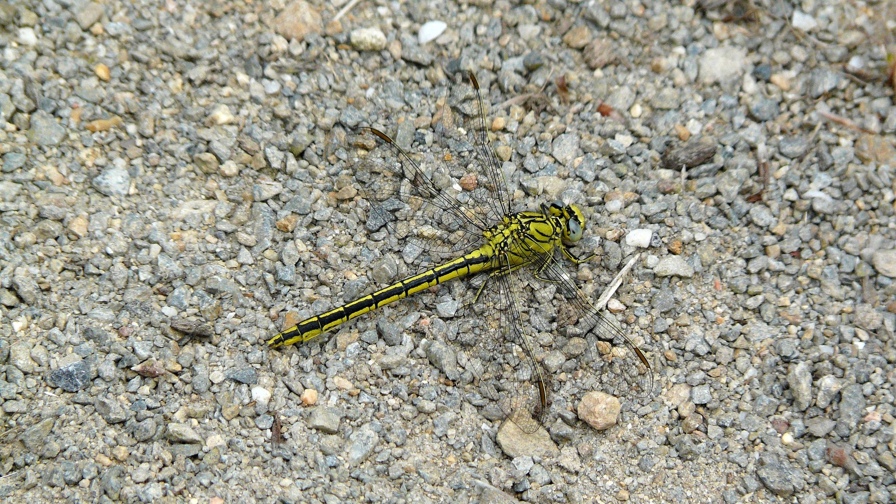 Gomphe gentil (Gomphus pulchellus)