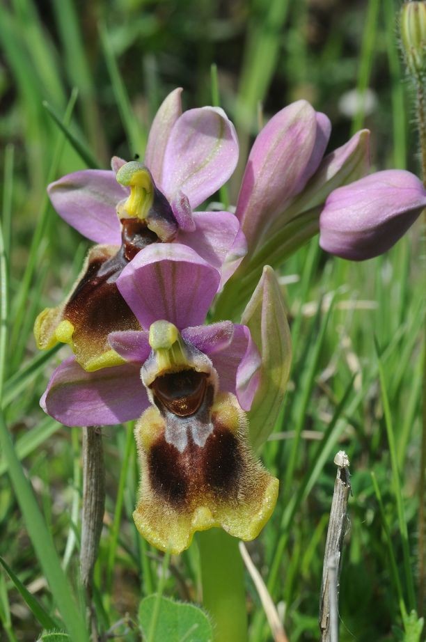 Ophrys tenthedrinifera