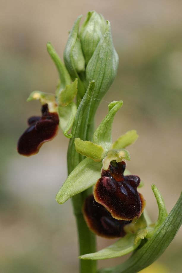 Ophrys sphegodes