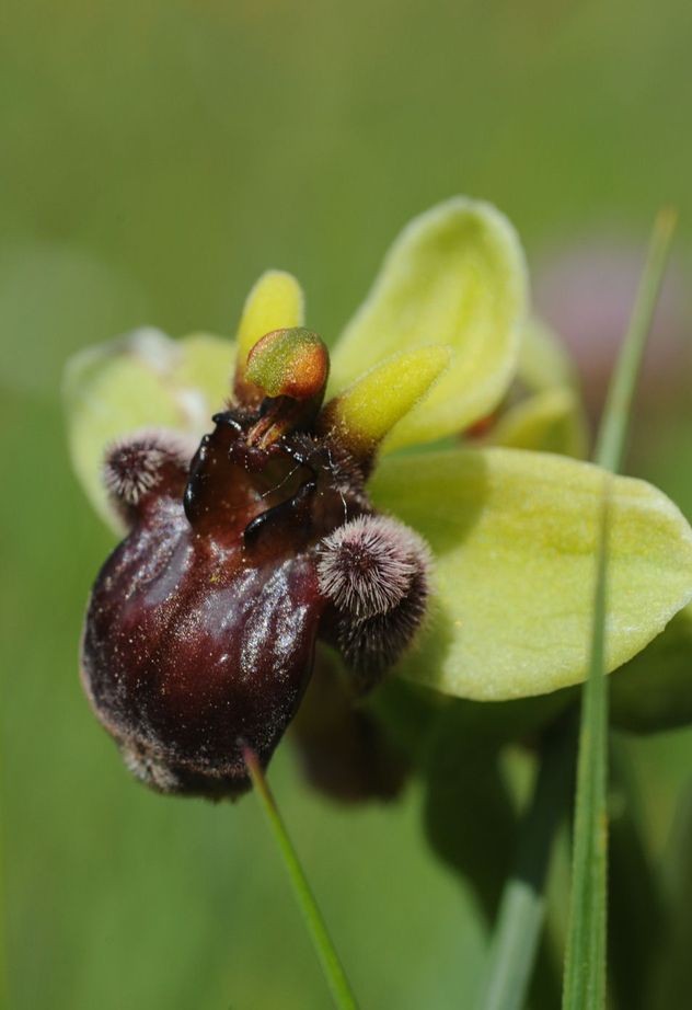 Ophrys bombyliflora