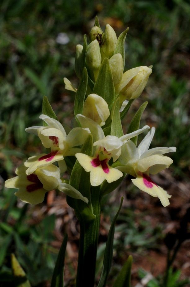Dactylorhiza insularis bartonii