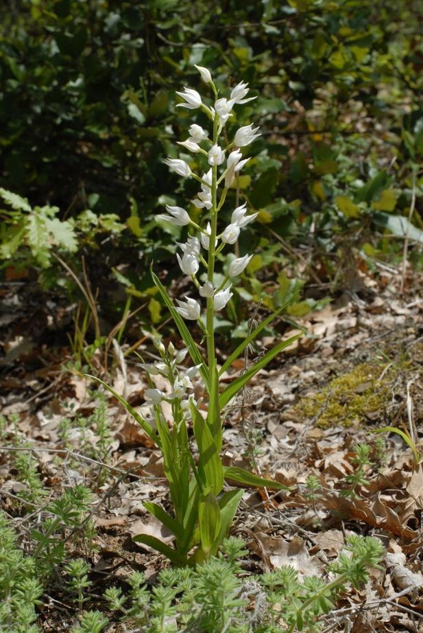 Cephalanthera longifolia