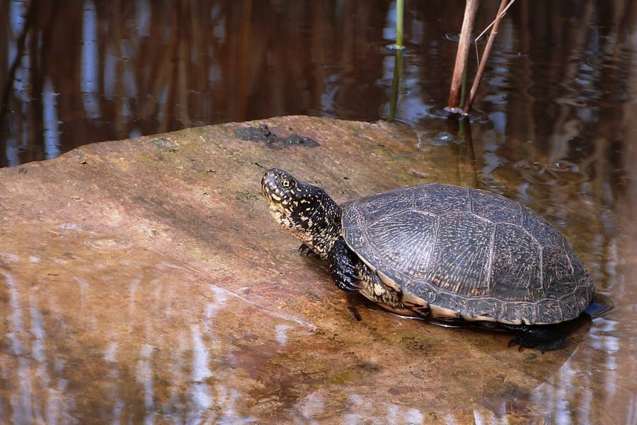 Cistude d'Europe (Emys orbicularis)