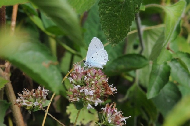 Azuré de la faucille (Cupido alcetas)