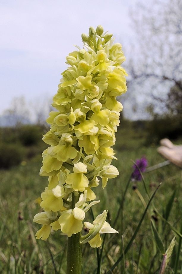 Orchis pallens