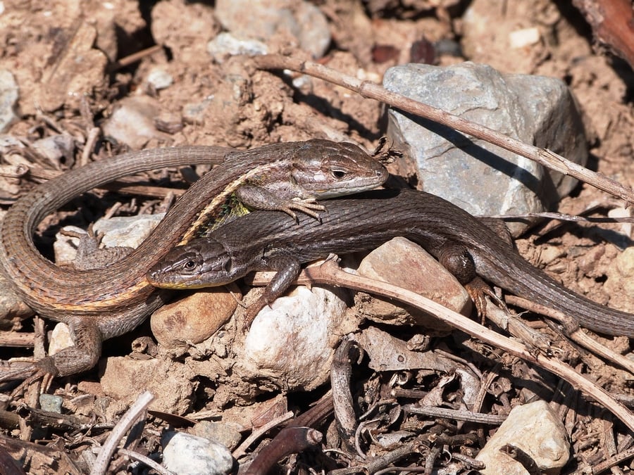 Psammodrome algire (Psammodromus algirus)