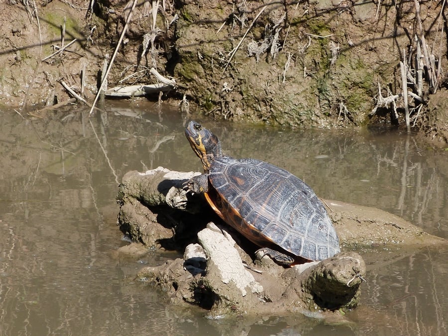 Tortue de Floride (Trachemys scripta elegans) - Espèce Exotique Envahissante