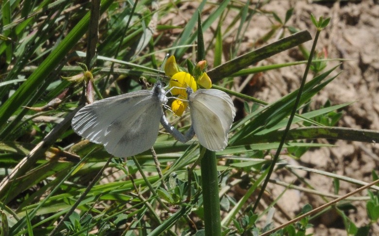 Piéride de la Moutarde (Leptidea sinapis)