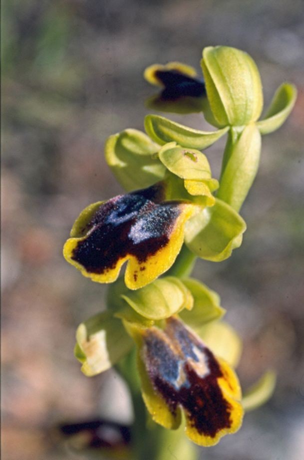 Ophrys bilunulata