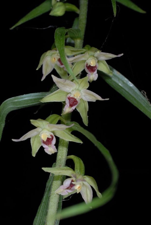 Epipactis muelleri