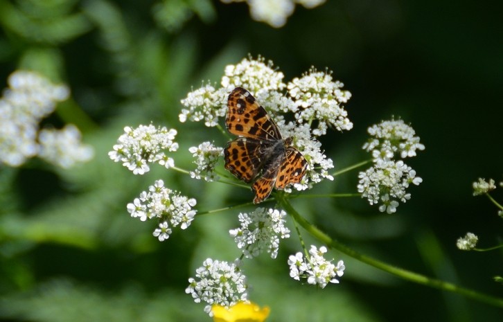 Carte géographique (Araschnia levana)