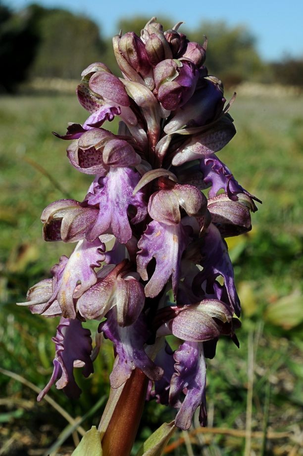 Himantoglossum robertianum