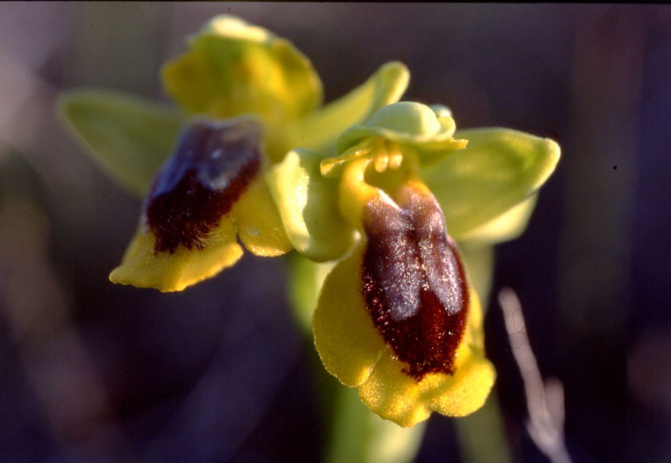 Ophrys lutea