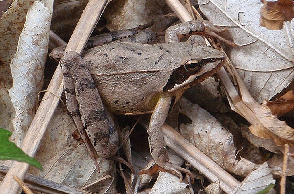 Grenouille agile (Rana dalmatina)