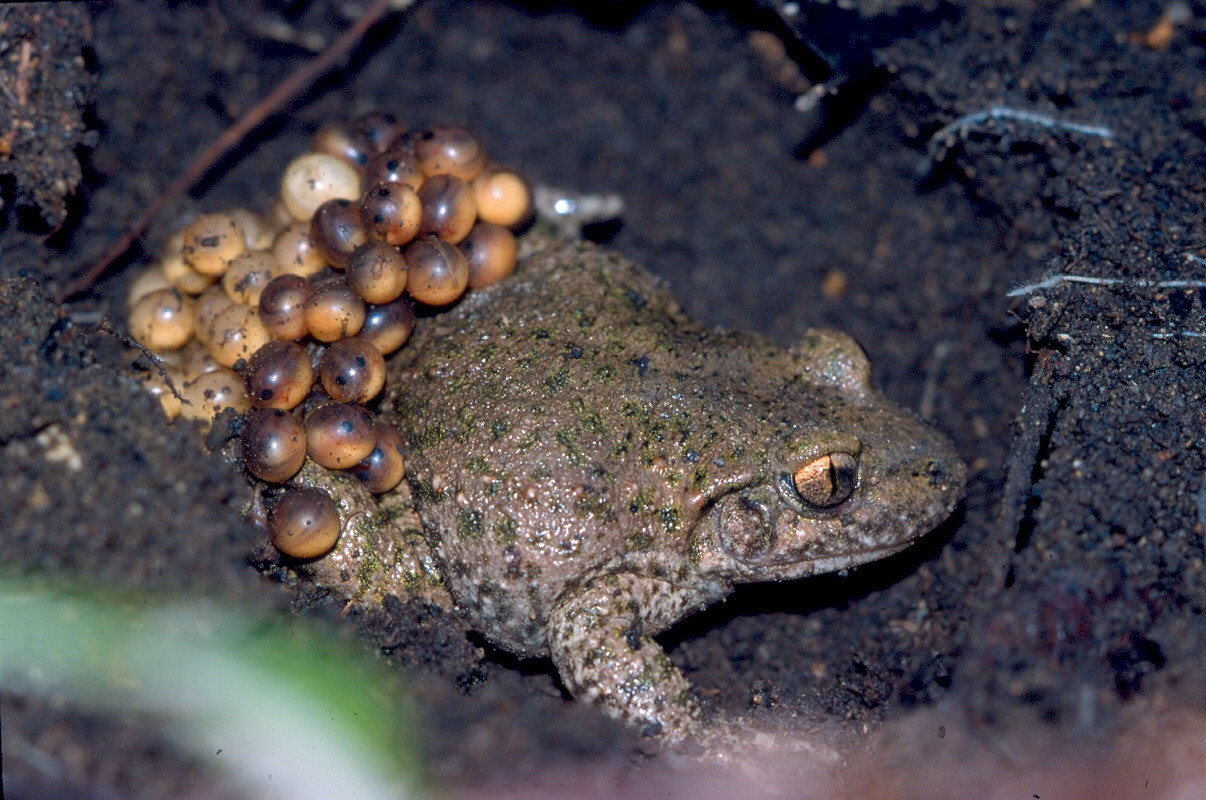 Alyte accoucheur (Alytes obstetricans)