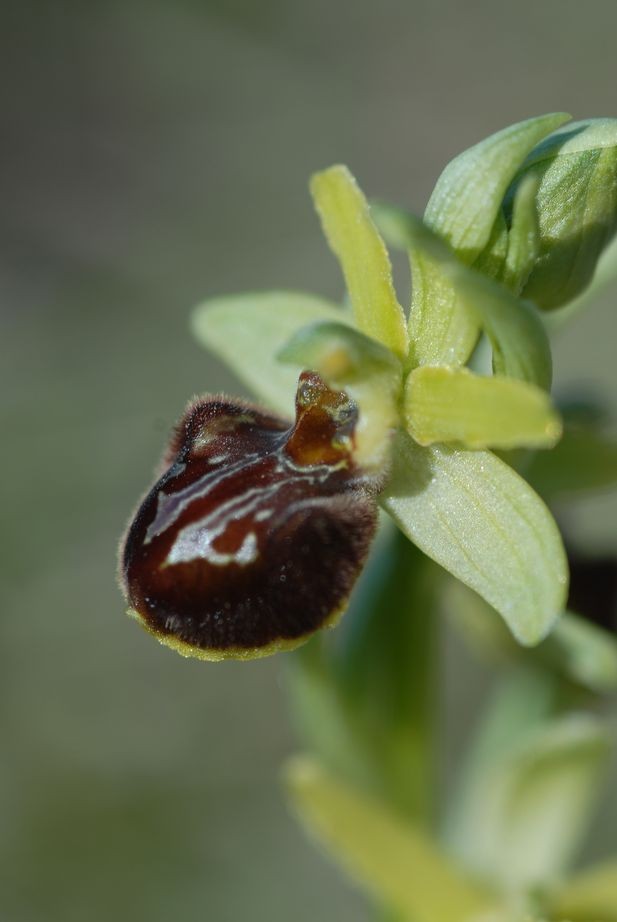 Ophrys occidentalis
