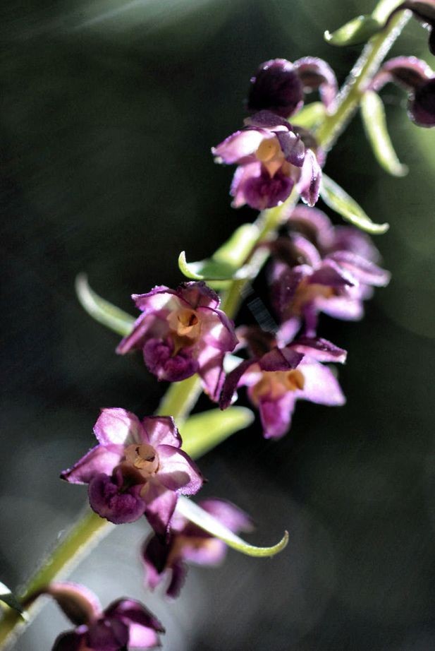 Epipactis atrorubens