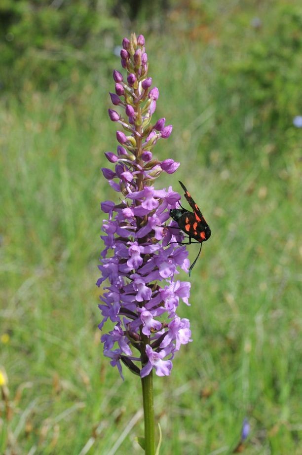 Gymnadenia conopsea