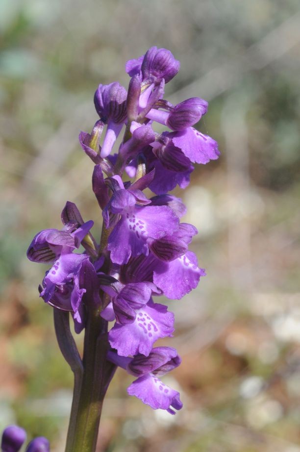 Anacamptis morio