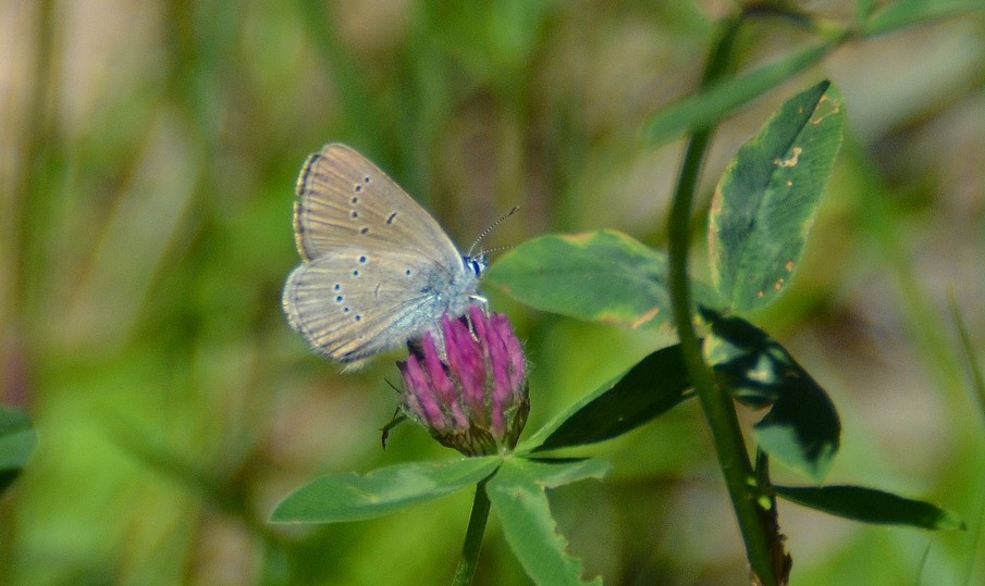 Demi argus (Polyommatus semiargus)