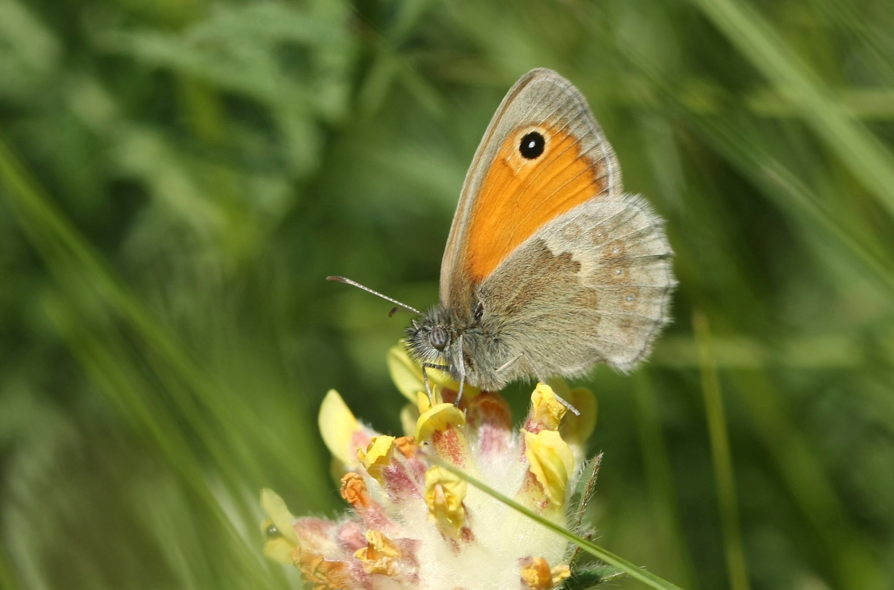 Procris (Coenonympha pamphilus)