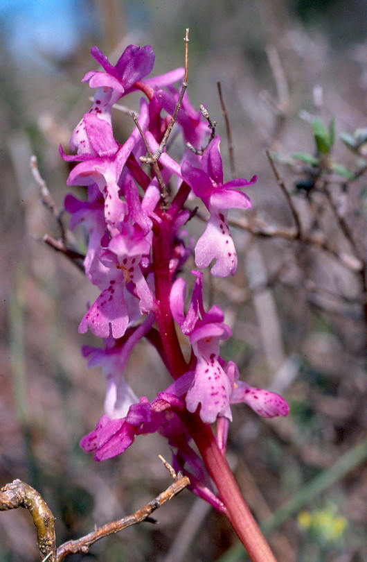 Orchis obliensis