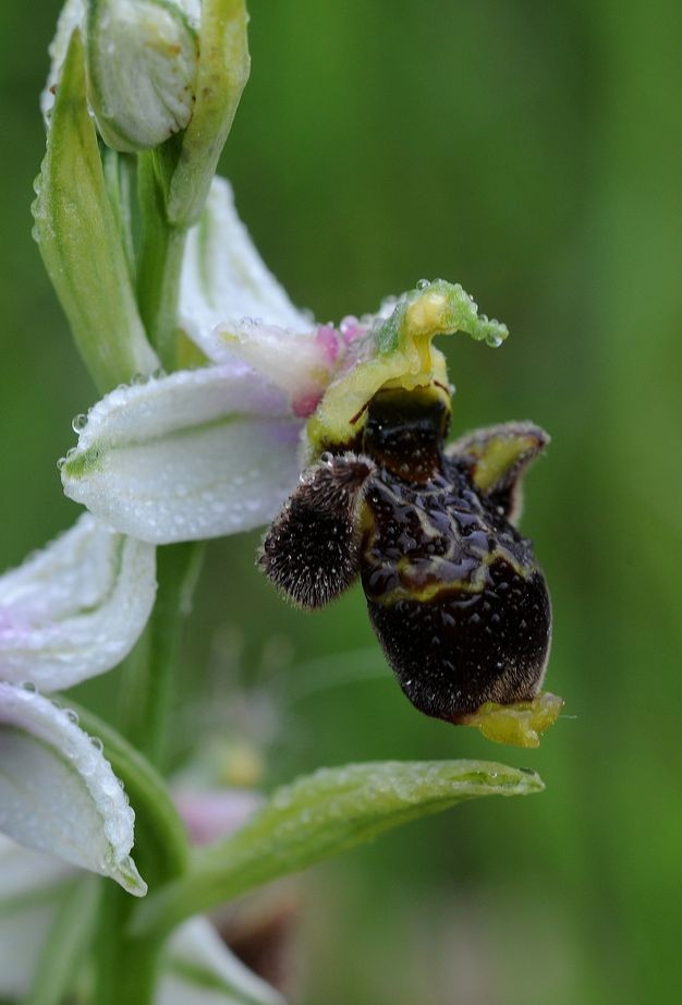 Ophrys scolopax