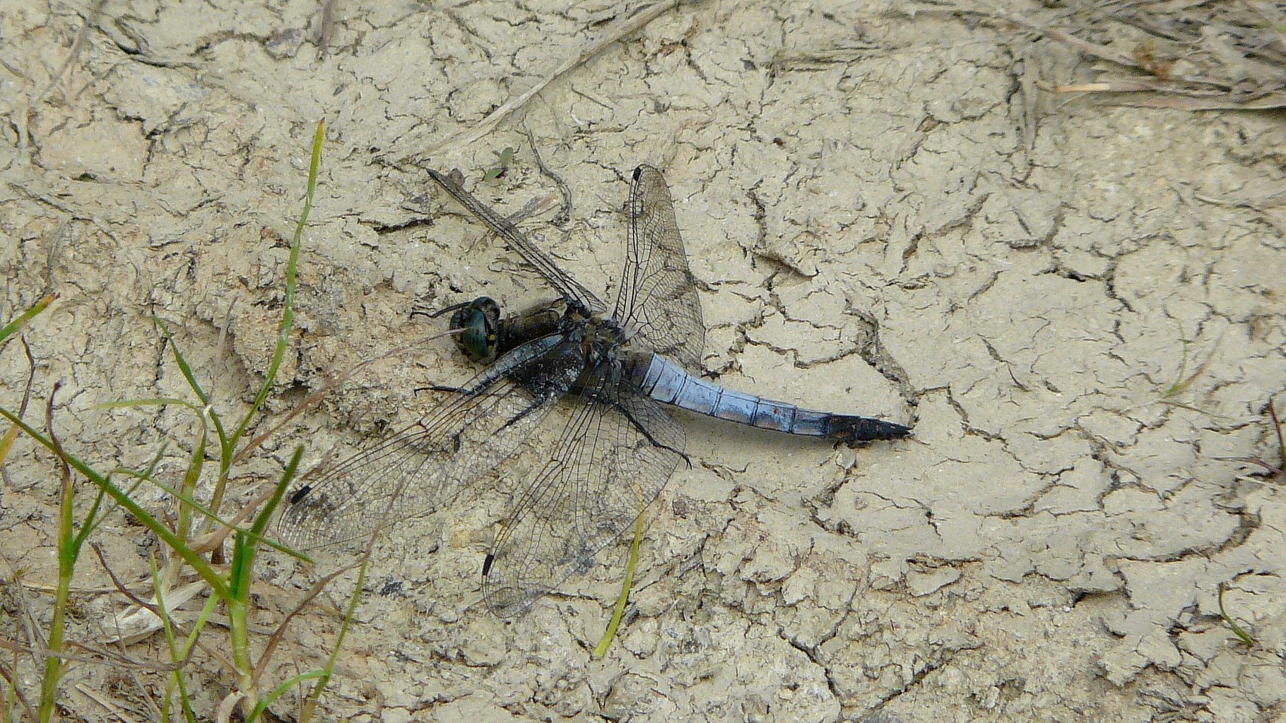 Orthétrum réticulé (Orthetrum cancellatum)