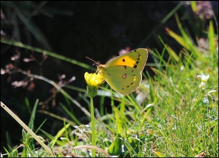 Souci (Colias croceus)