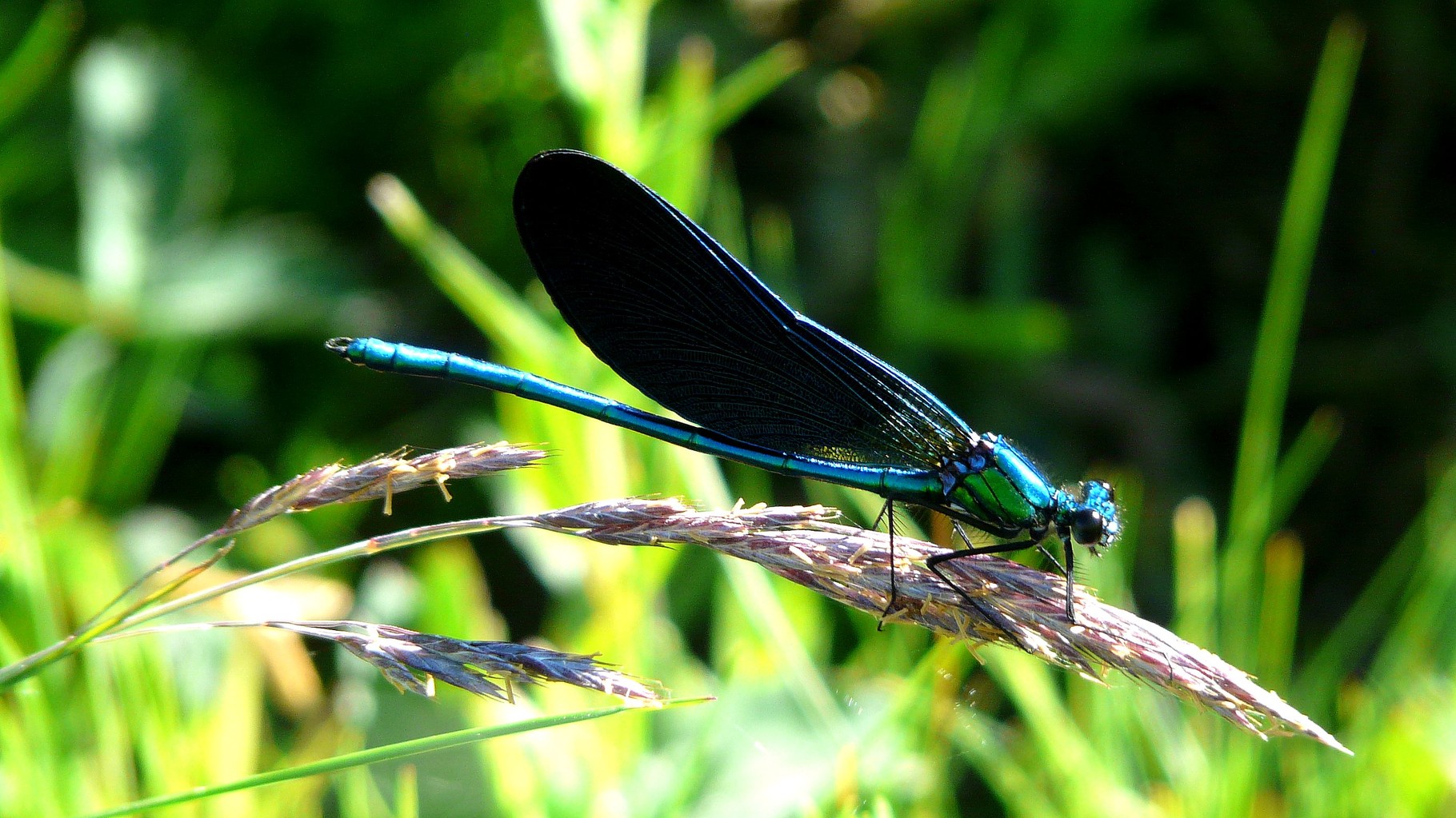 Calopteryx vierge (Calopteryx virgo)
